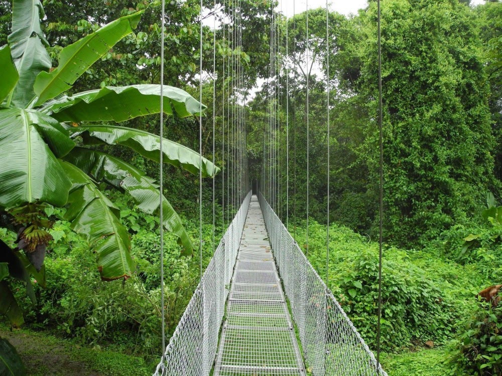 Hanging bridges through the Arenal rainforest canopy