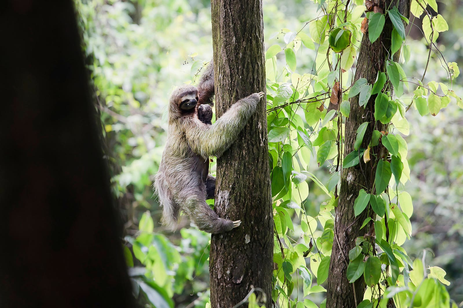 Rainforest wildlife at Arenas del Mar