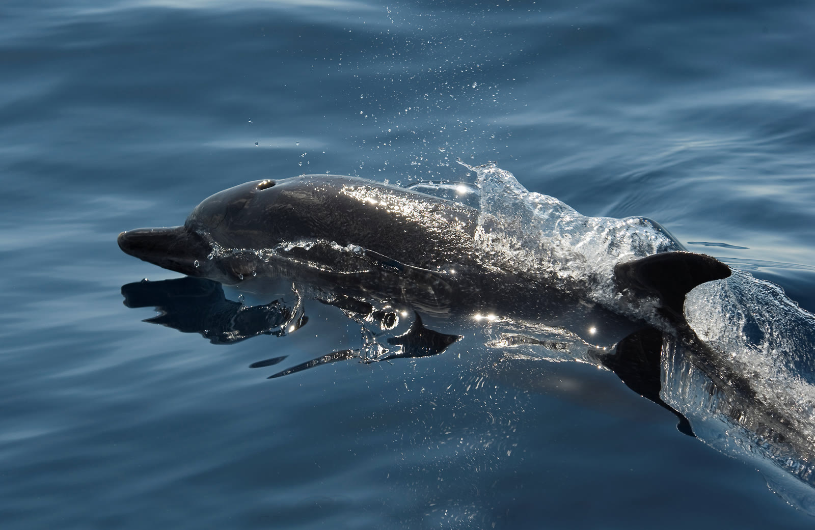 Dolphins and wildlife on a Drake Bay boat tour