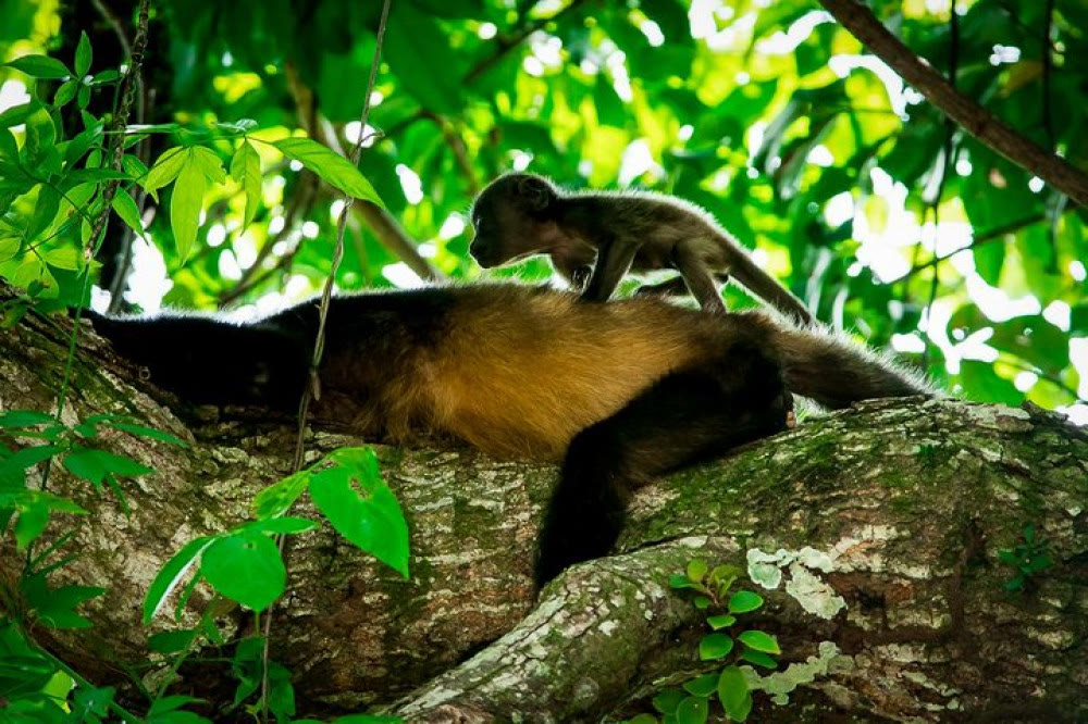 Monkeys seen on a Manuel Antonio mangrove boat tour