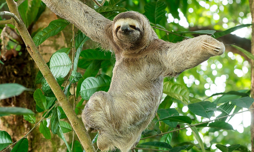 A sloth in Manuel Antonio National Park
