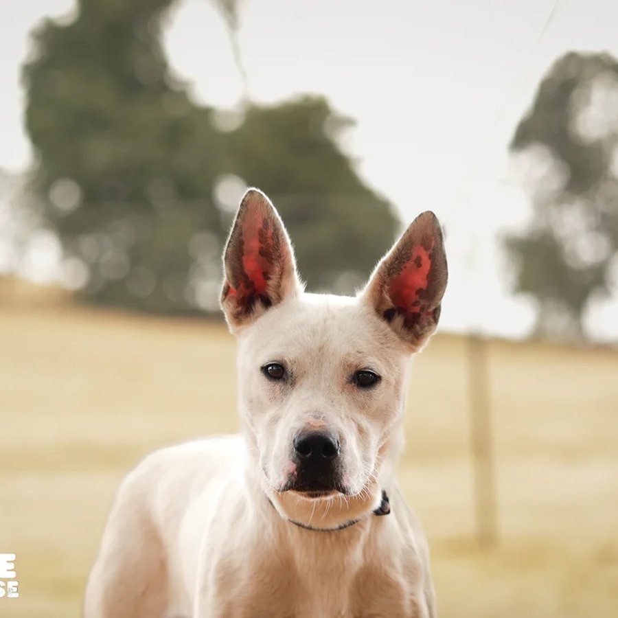 Asher House rescue dog