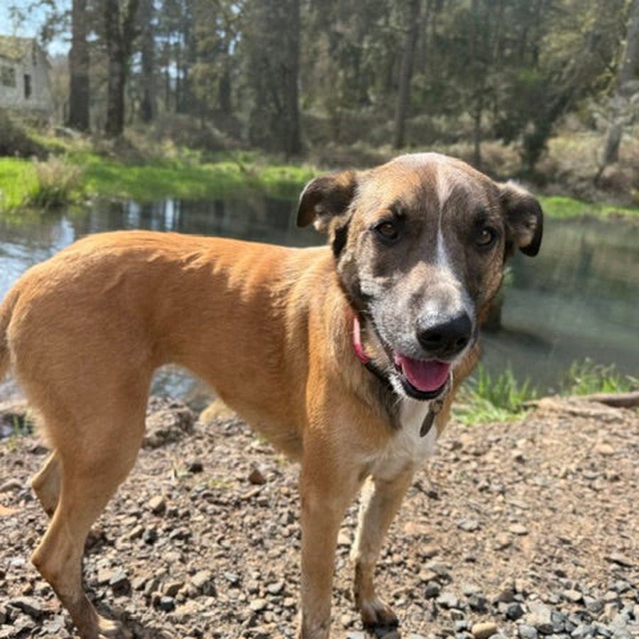 Asher House rescue dog