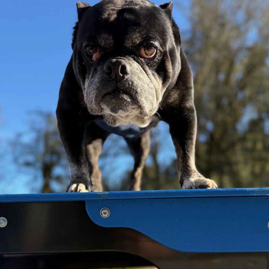 Asher House rescue dog