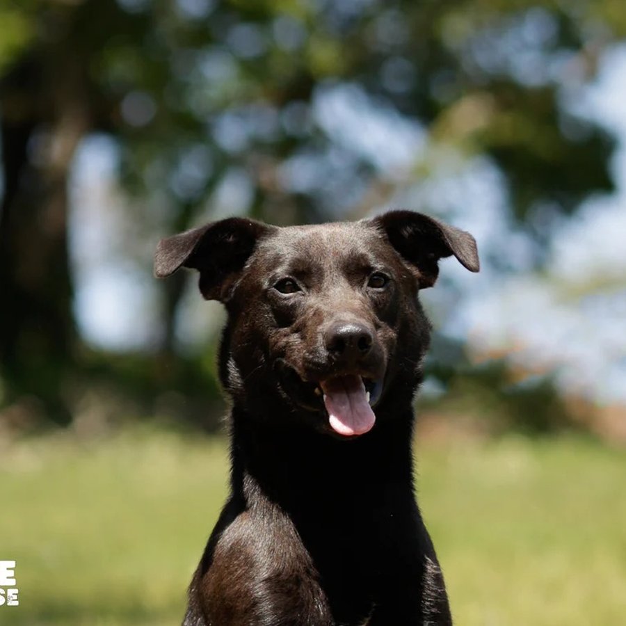 Asher House rescue dog