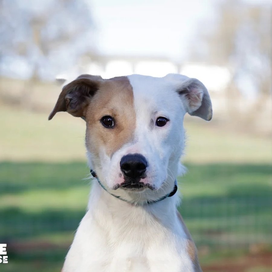 Asher House rescue dog