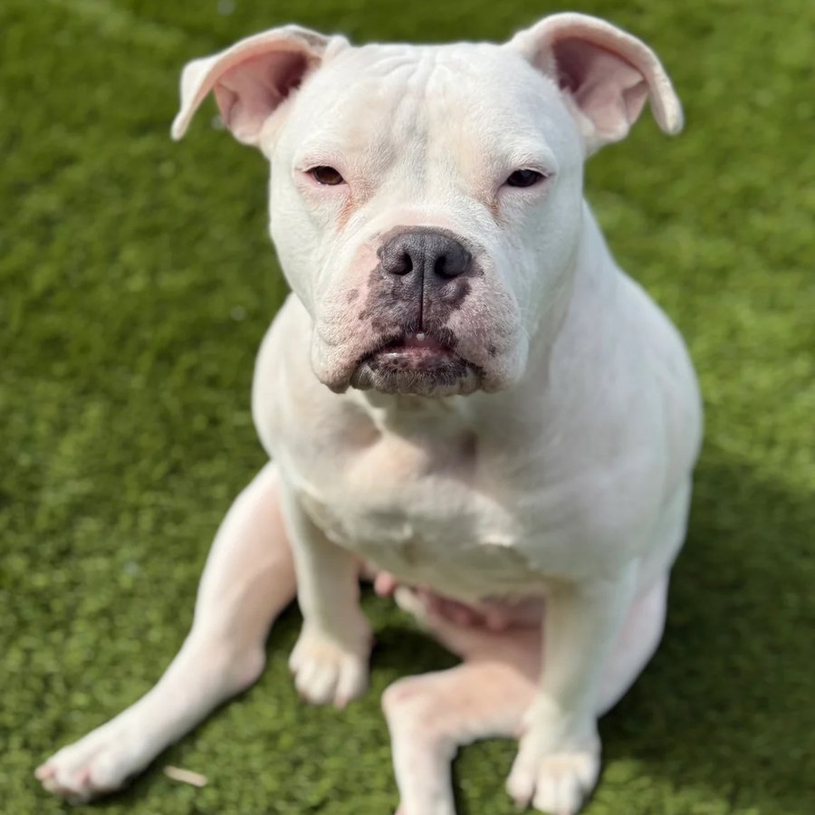 Asher House rescue dog