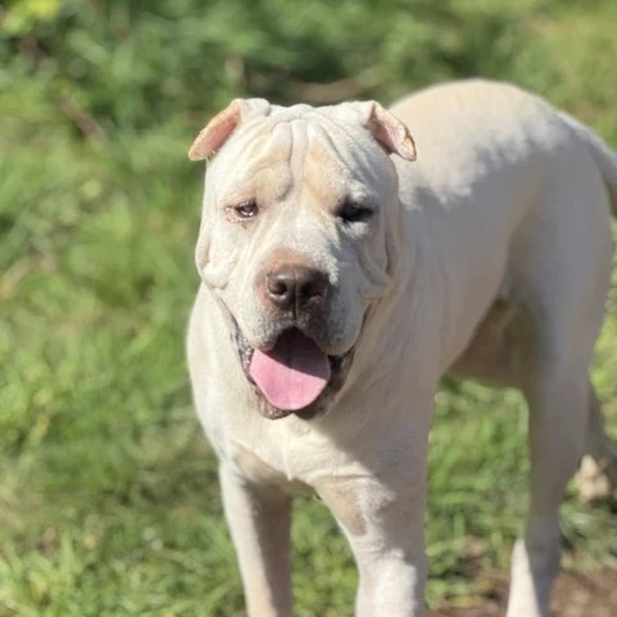 Asher House rescue dog