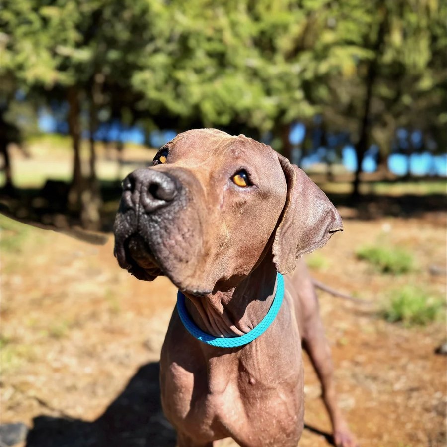 Asher House rescue dog