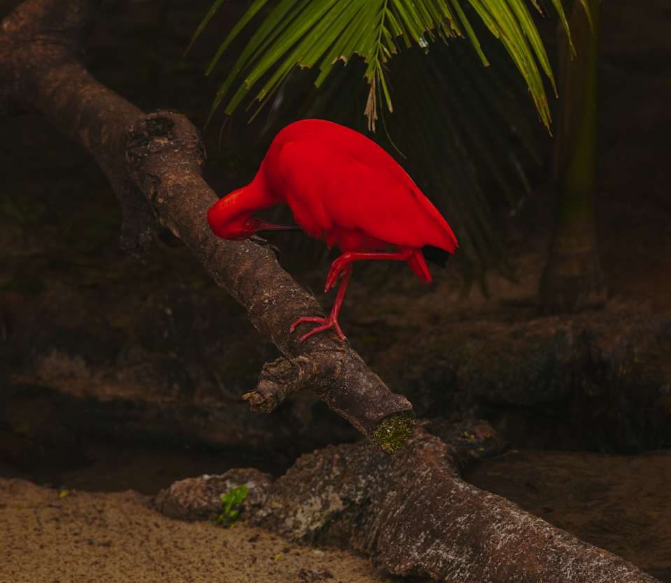 A Force of Nature at Iguassu Falls