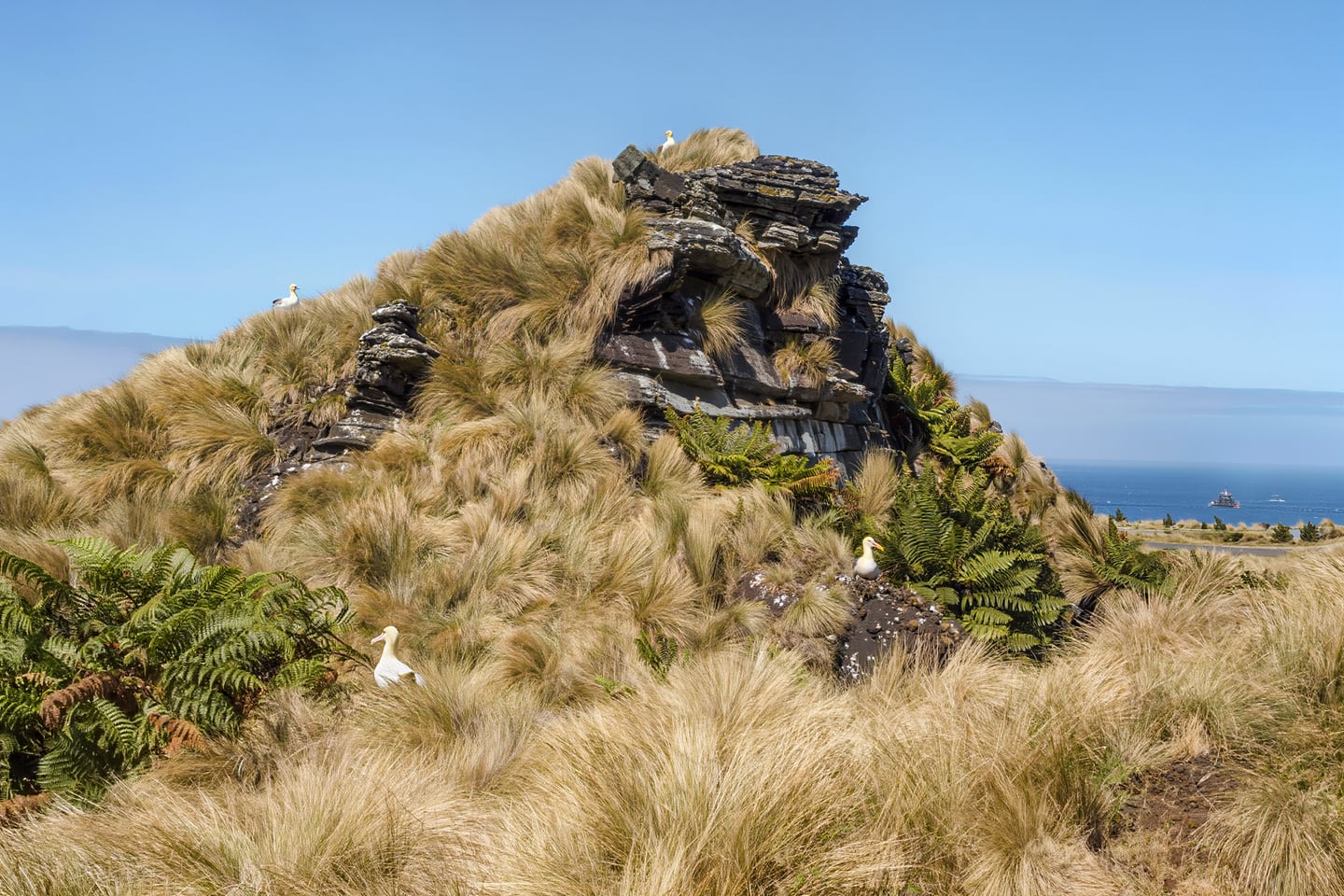 Nightingale Island