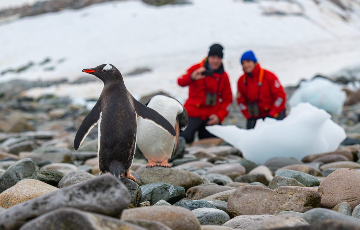 A gentoo penguin in foreground with two Viking expedition guests in red parkas in background, Antarctica