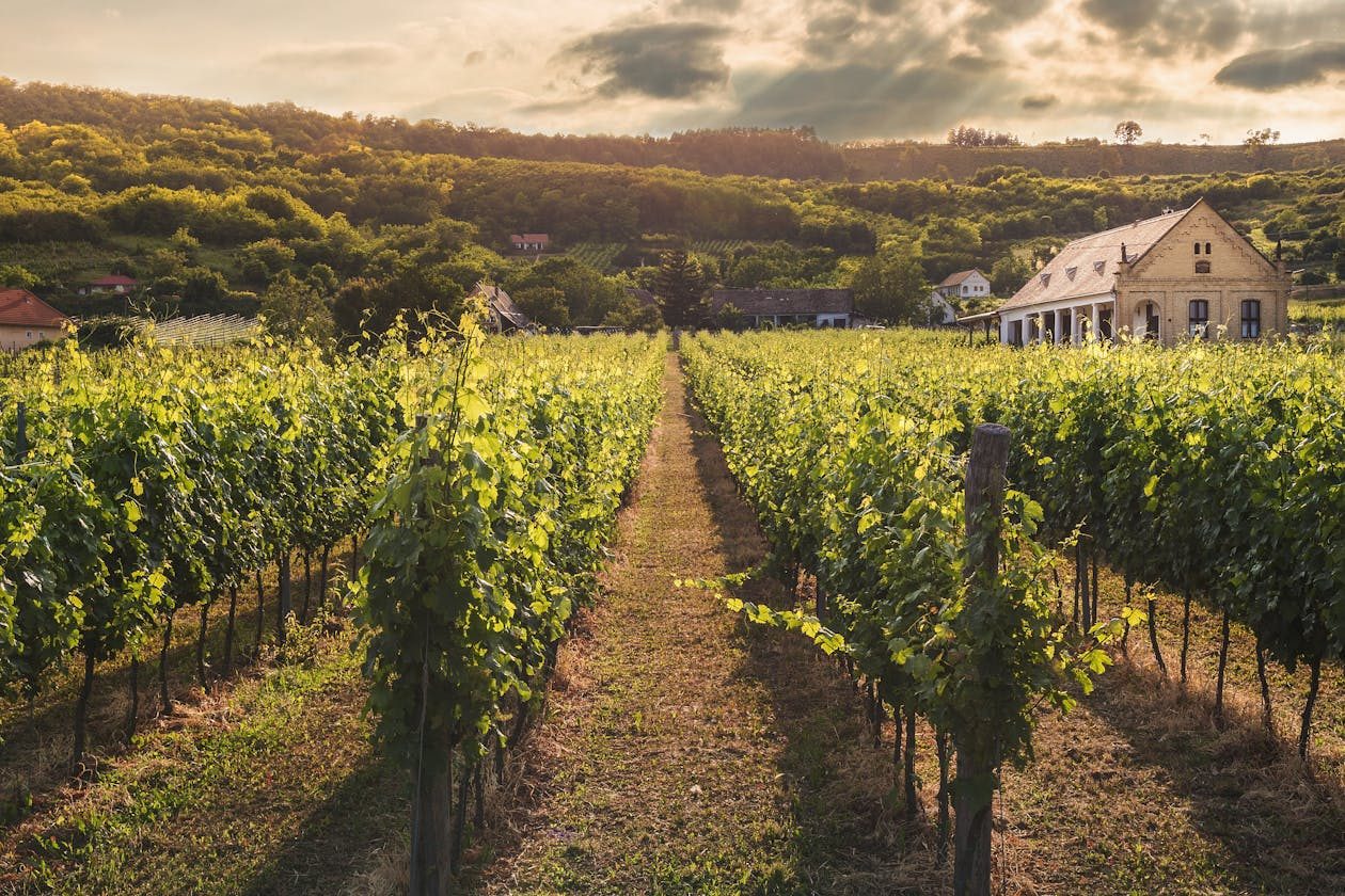 Tuscan vineyard at sunset