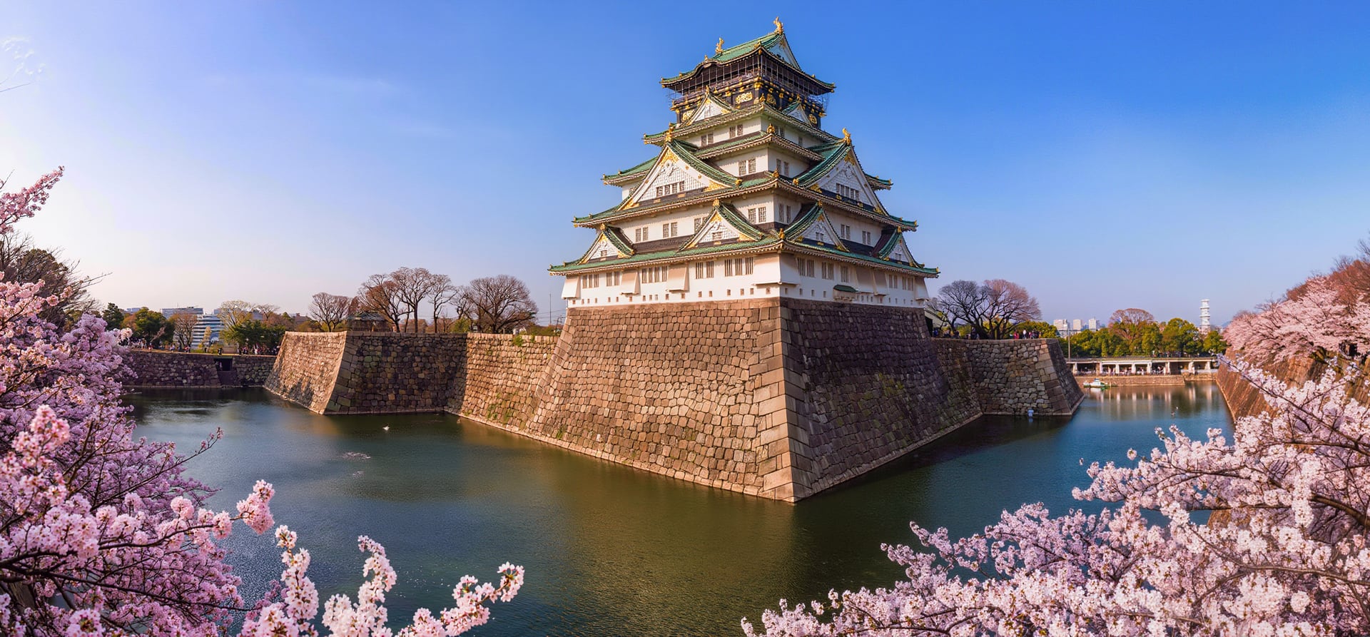 13 Night Japan Cherry Blossoms