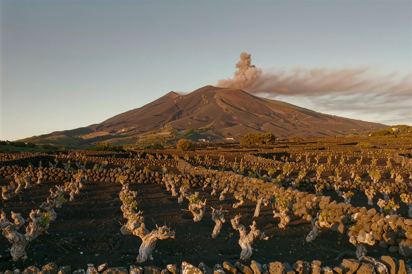 Vineyards on the slopes of Etna