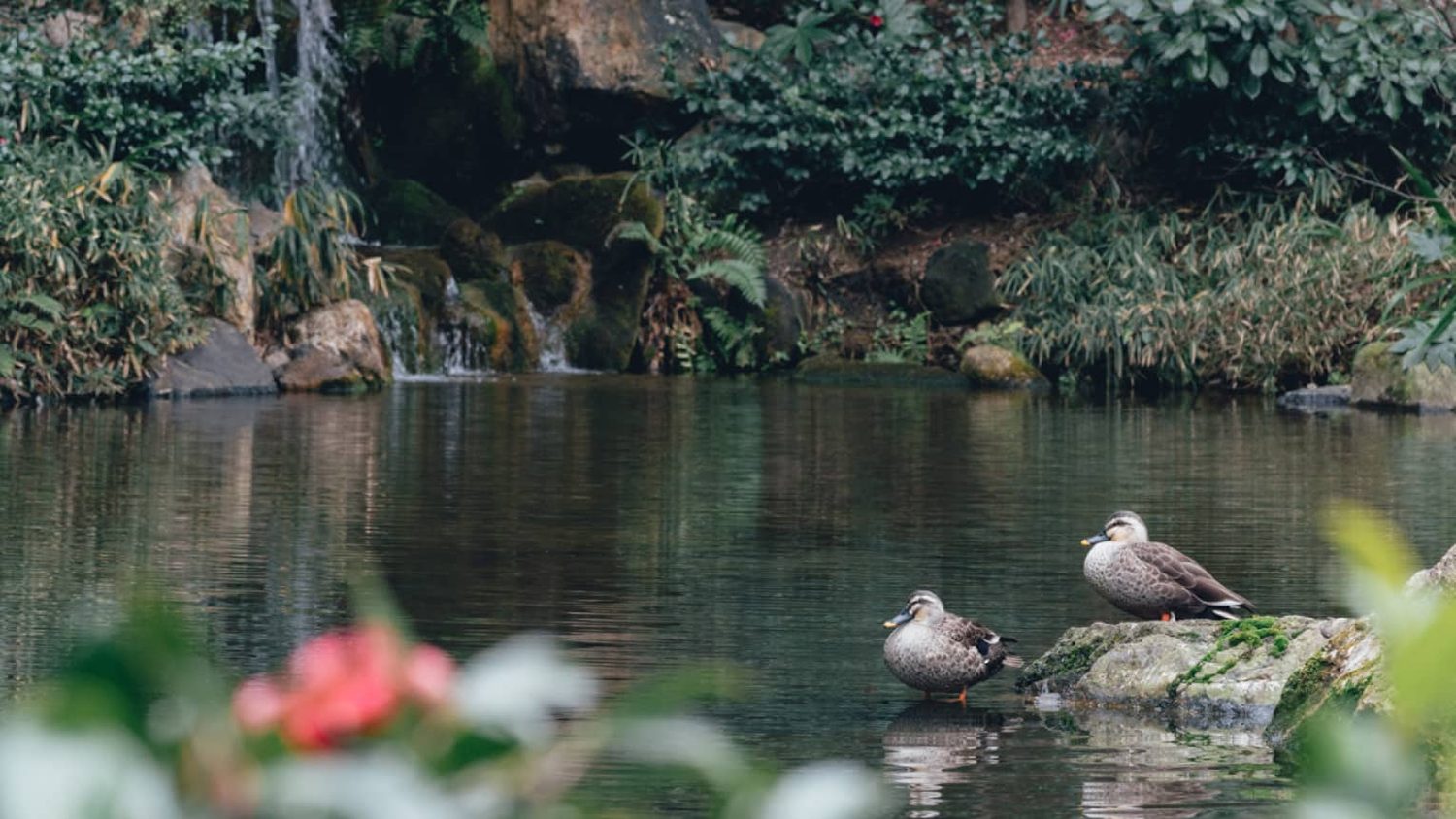 The 800-year-old pond garden at Four Seasons Kyoto