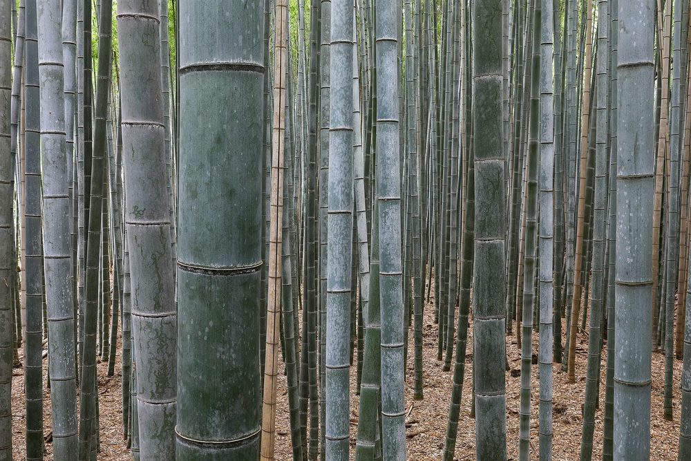 The bamboo grove at Arashiyama, Kyoto