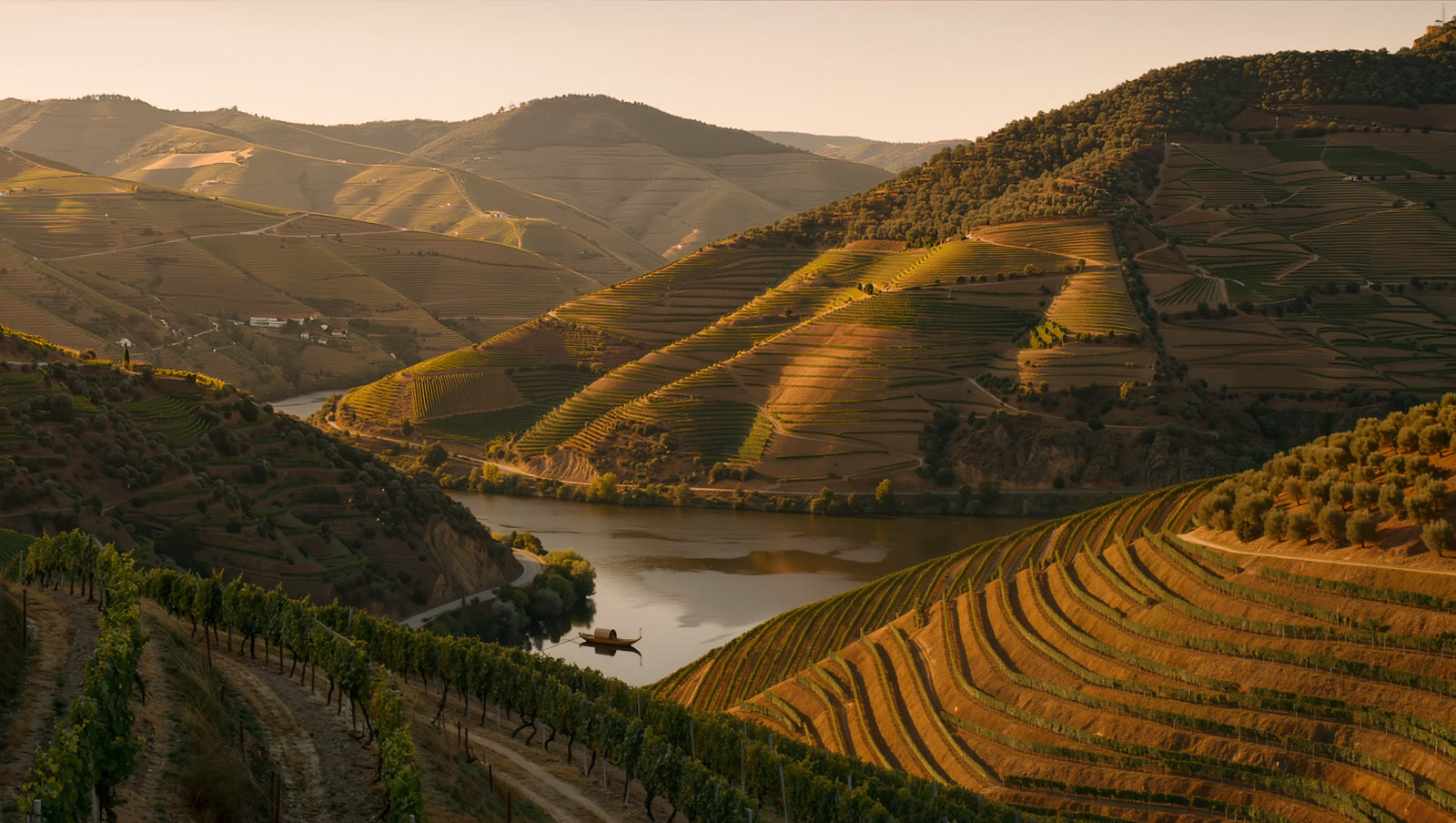 Terraced vineyards above the Douro river at dusk