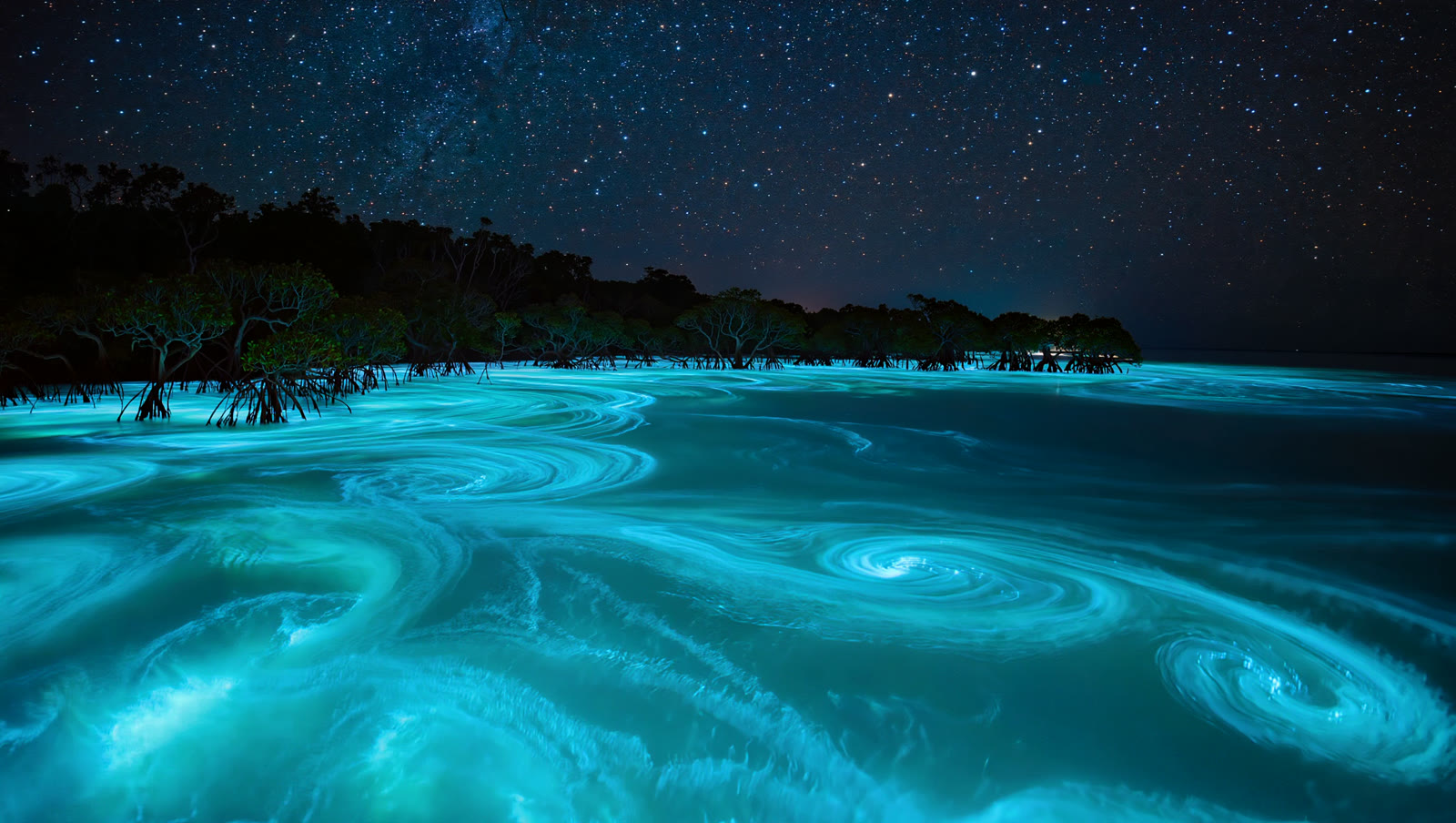 A bioluminescent bay glowing at night, Puerto Rico