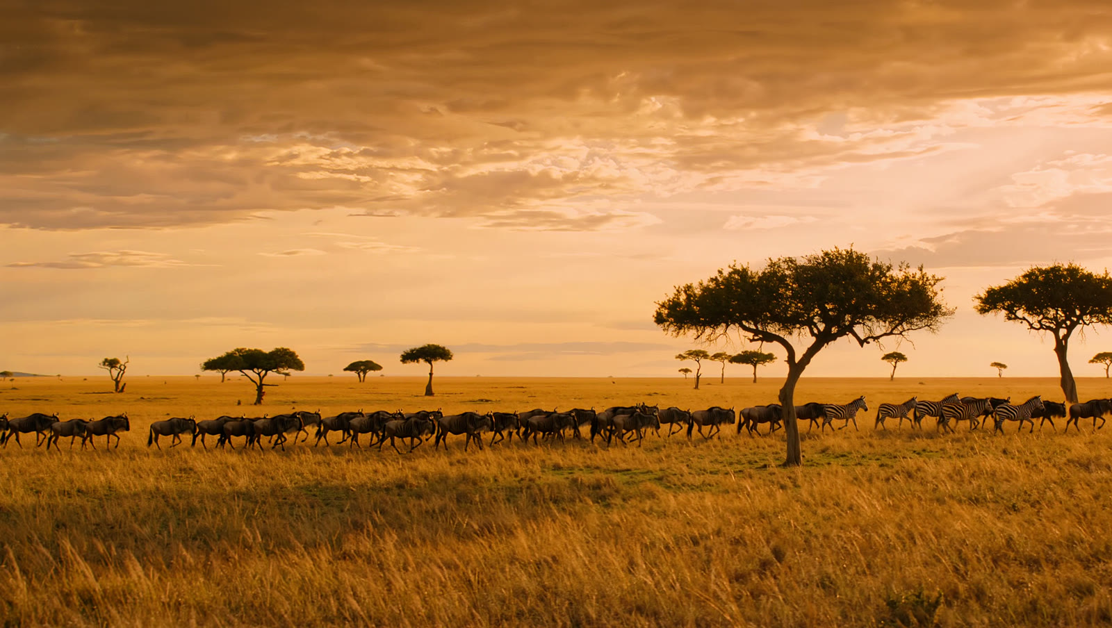 Serengeti, Tanzania