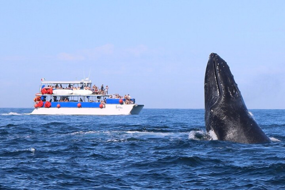 Humpback whales in Banderas Bay