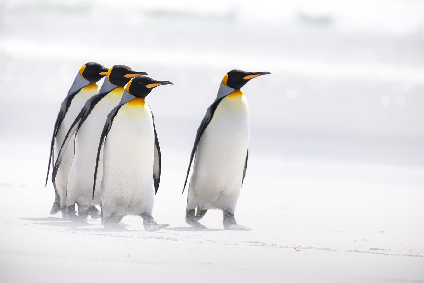 King penguins, Falkland Islands