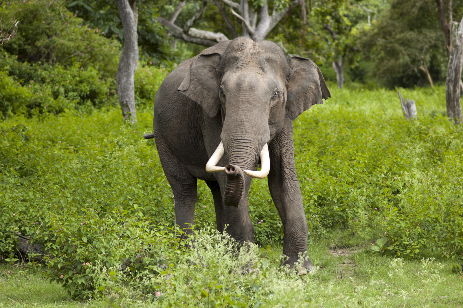 An elephant in the forest